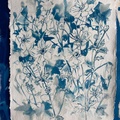 Cyanotype Flowers 2