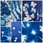 Cyanotypes